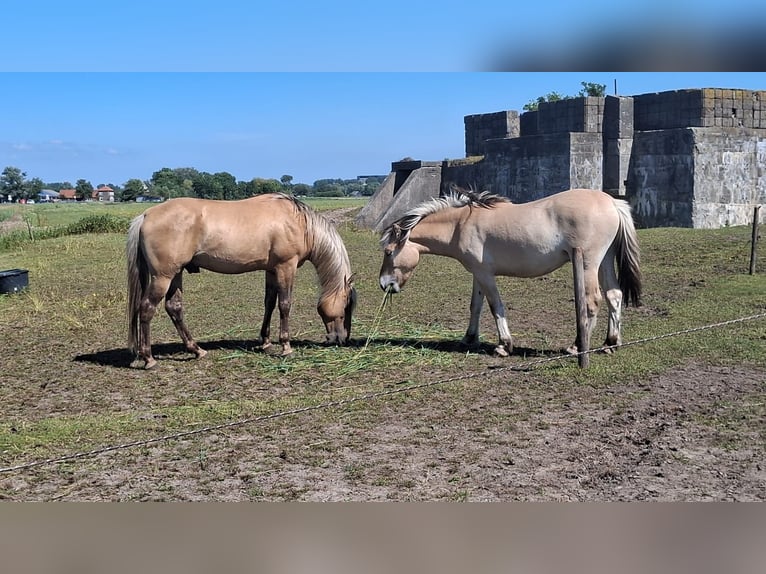 Rocky Mountain-häst Hingst 6 år 156 cm in Alkmaar