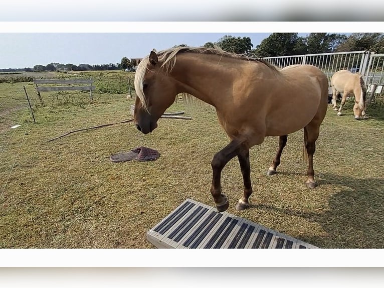 Rocky Mountain-häst Hingst 6 år 156 cm in Alkmaar