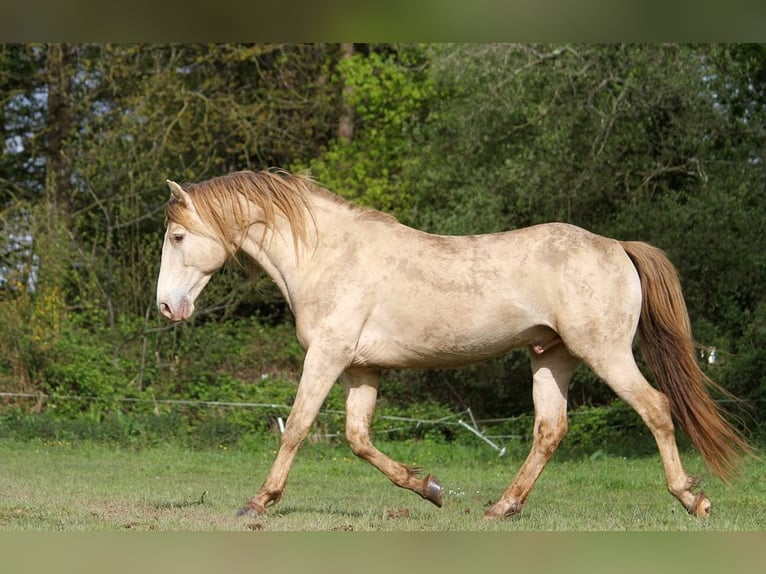 Rocky Mountain-häst Hingst Champagne in GOVEN