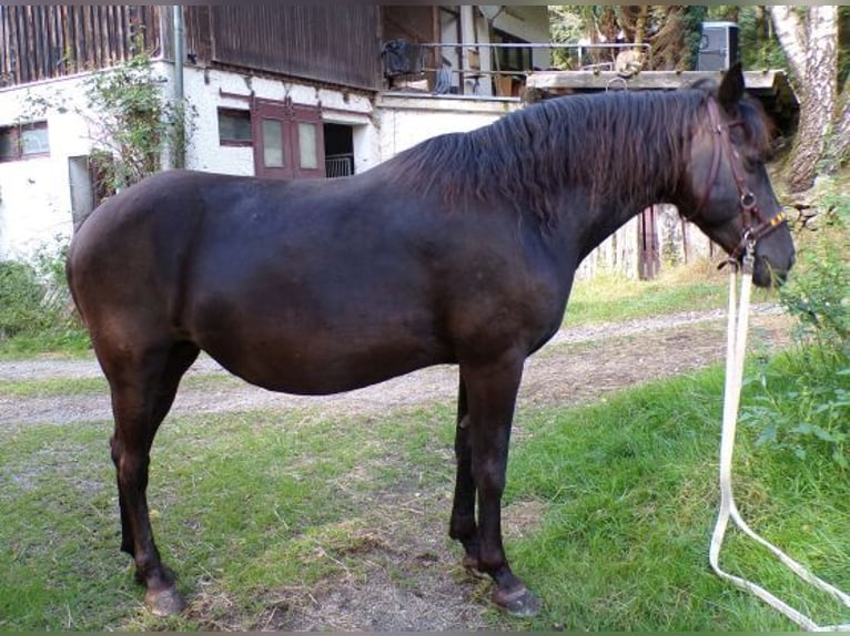 Rocky Mountain-häst Sto 14 år 153 cm in Arnbruck