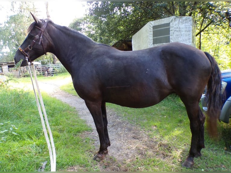 Rocky Mountain-häst Sto 14 år 153 cm in Arnbruck