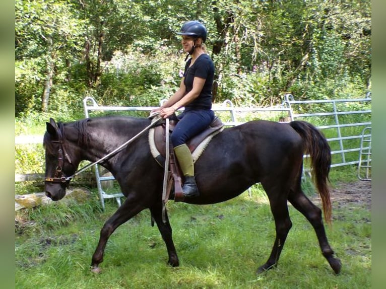 Rocky Mountain-häst Sto 14 år 153 cm in Arnbruck