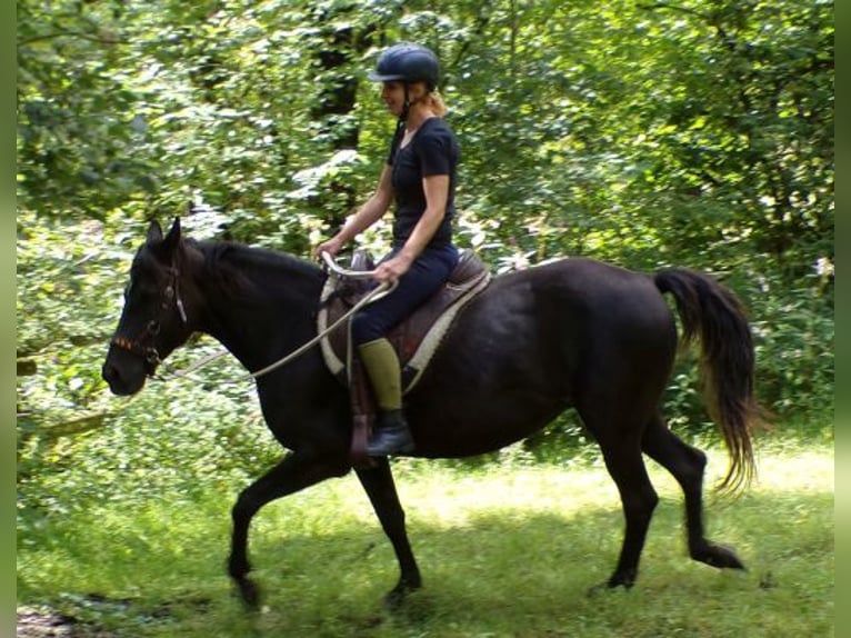 Rocky Mountain-häst Sto 14 år 153 cm in Arnbruck