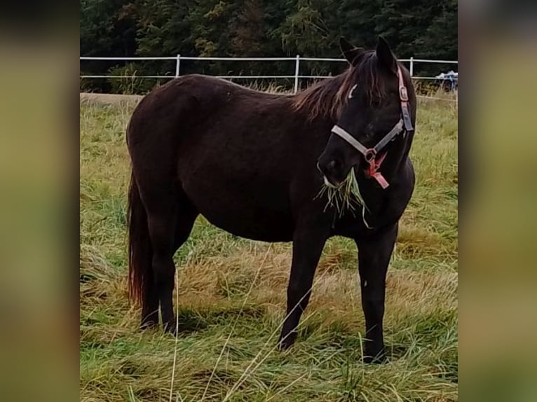 Rocky Mountain-häst Sto 14 år 154 cm in Arnbruck