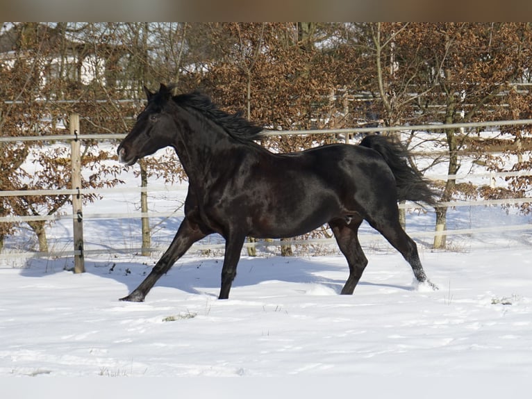 Rocky Mountain-häst Sto 17 år 148 cm Svart in Alpen