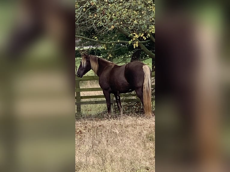 Rocky Mountain-häst Sto 19 år 152 cm Brun in Potton Bedfordshire