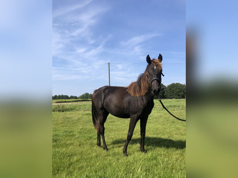 Rocky Mountain-häst Sto 1 år 150 cm Svart in Bad Zwischenahn