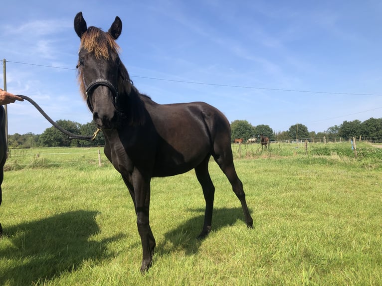 Rocky Mountain-häst Sto 1 år 150 cm Svart in Bad Zwischenahn