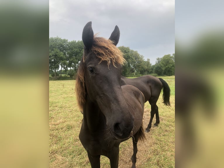 Rocky Mountain-häst Sto 1 år 150 cm Svart in Bad Zwischenahn