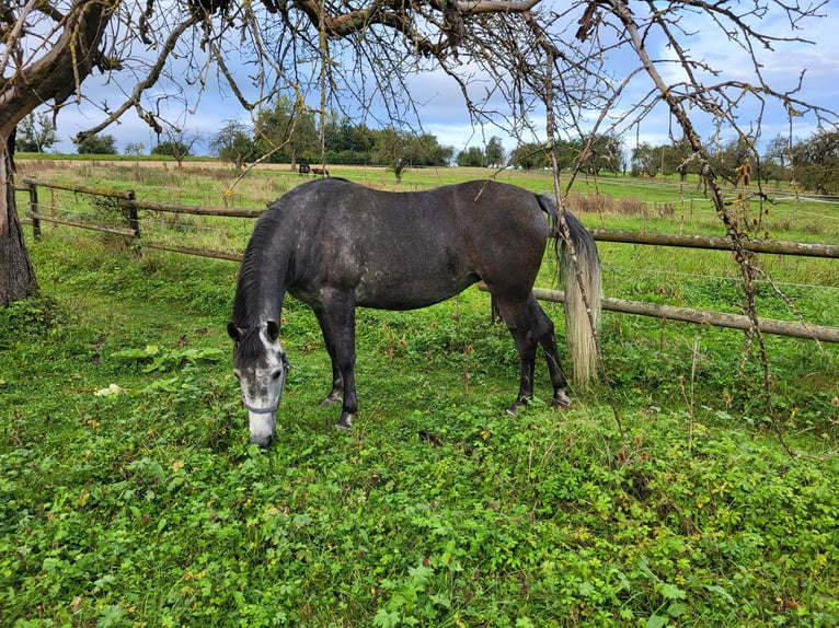 Rocky Mountain-häst Blandning Sto 5 år 150 cm Grå-mörk-brun in Kirchheim unter Teck