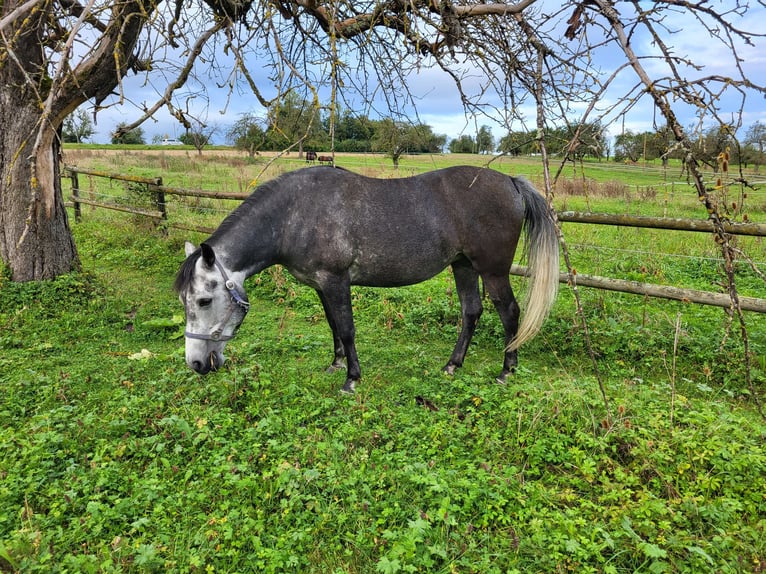 Rocky Mountain-häst Blandning Sto 5 år 150 cm Grå-mörk-brun in Kirchheim unter Teck