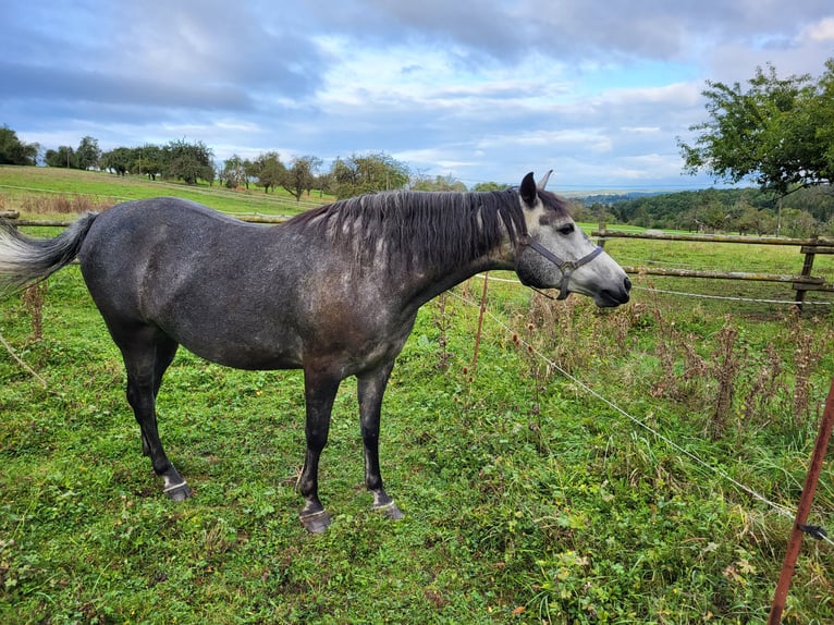 Rocky Mountain-häst Blandning Sto 5 år 150 cm Grå-mörk-brun in Kirchheim unter Teck