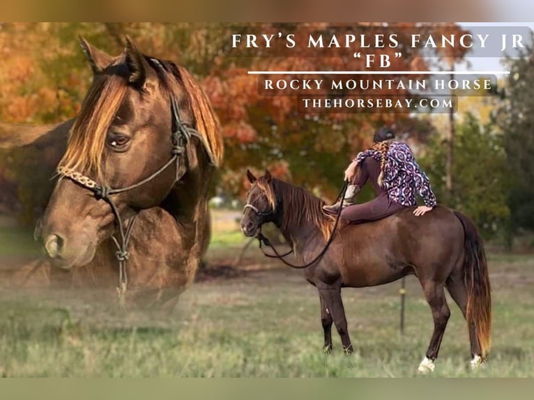 Rocky Mountain-häst Valack 11 år 150 cm Brun in Saint Croix Falls, WI