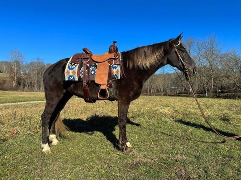 Rocky Mountain-häst Valack 11 år 155 cm Brun in Grassy Creek, KY