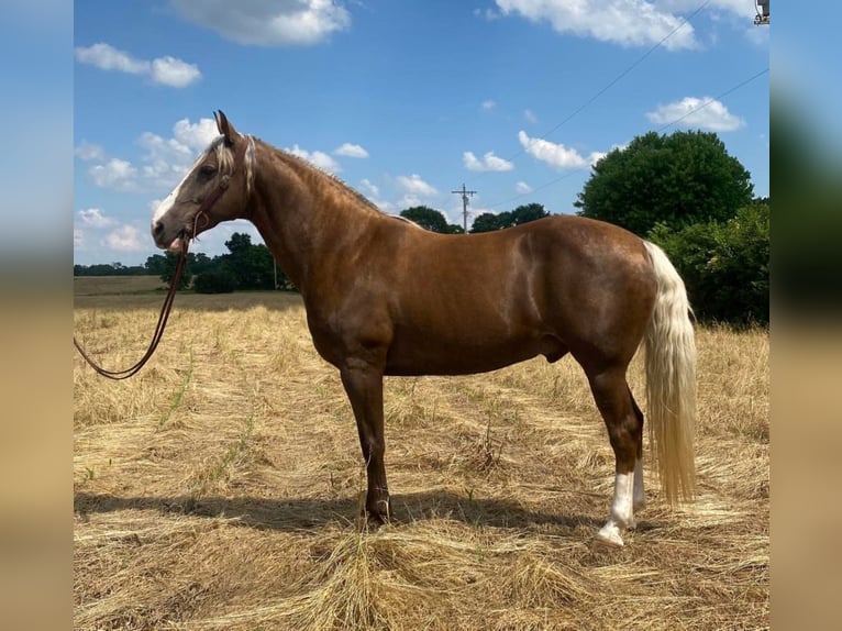 Rocky Mountain-häst Valack 11 år 157 cm Palomino in Moscow OH
