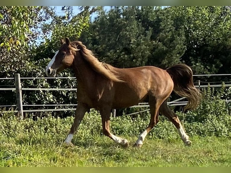 Rocky Mountain-häst Valack 12 år 141 cm fux in Remscheid