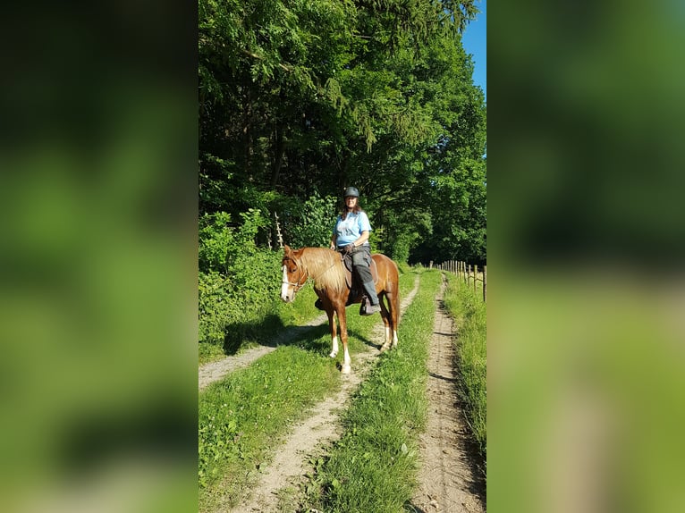 Rocky Mountain-häst Valack 12 år 141 cm fux in Remscheid