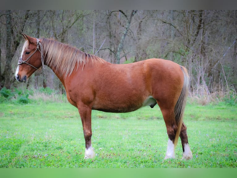 Rocky Mountain-häst Valack 12 år 152 cm Brun in Flemingsburg KY