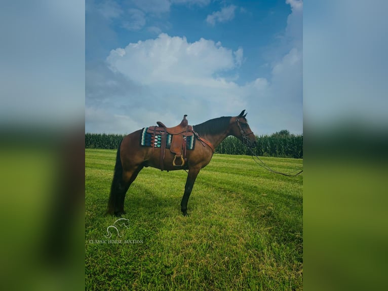 Rocky Mountain-häst Valack 12 år 152 cm Brun in Breeding, KY