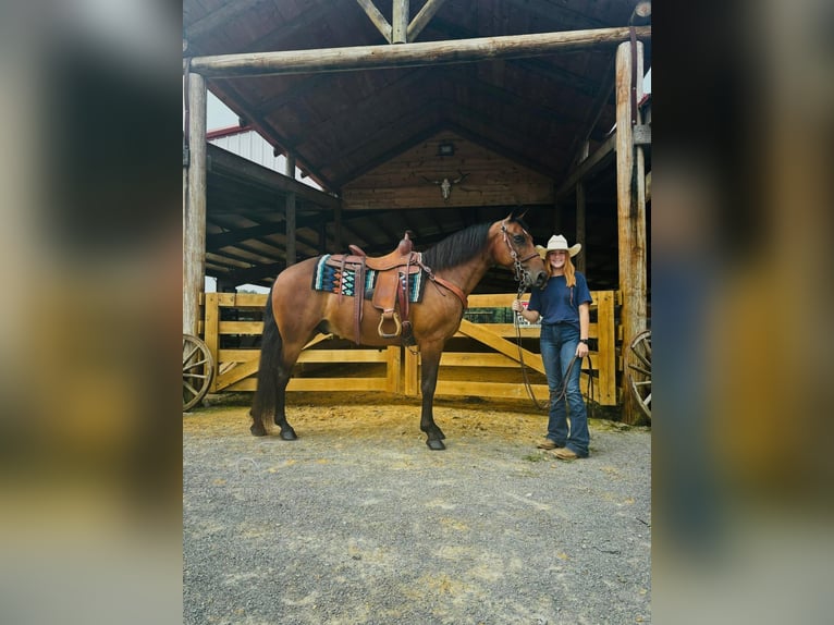 Rocky Mountain-häst Valack 12 år 152 cm Brun in Breeding, KY