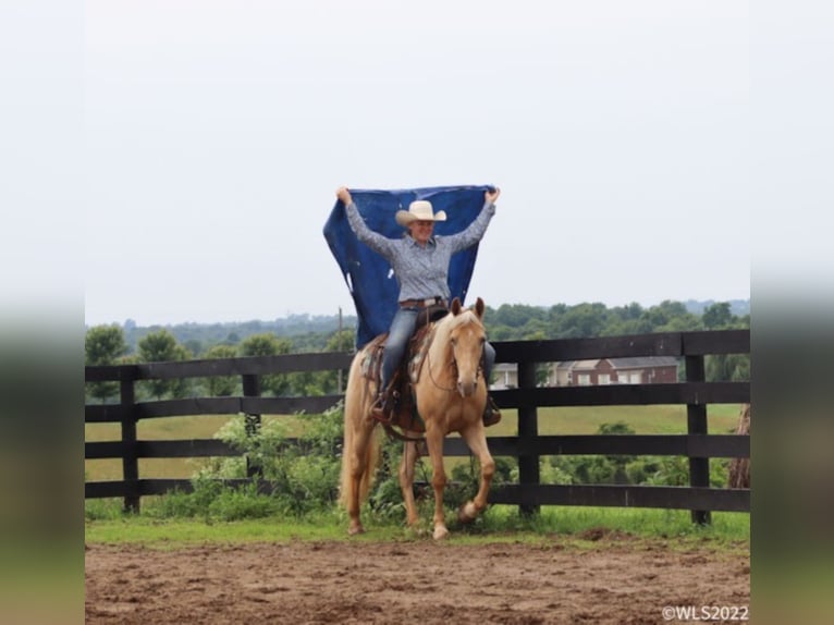 Rocky Mountain-häst Valack 12 år 152 cm Palomino in Brookesville Ky
