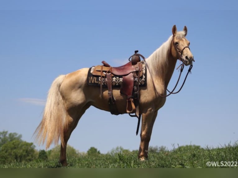 Rocky Mountain-häst Valack 12 år 152 cm Palomino in Brookesville Ky