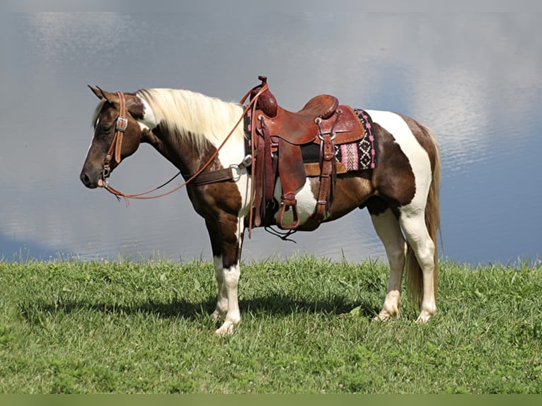 Rocky Mountain-häst Valack 13 år 150 cm Tobiano-skäck-alla-färger in Whitley City KY