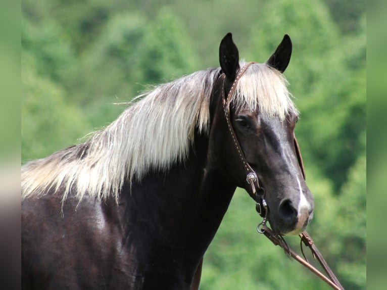 Rocky Mountain-häst Valack 13 år 155 cm Brun in Jamestown KY
