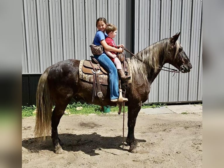 Rocky Mountain-häst Valack 14 år 147 cm in Cannon Falls