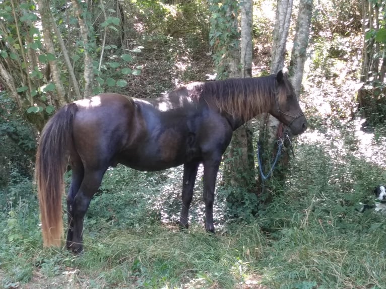 Rocky Mountain-häst Valack 15 år 154 cm in Les Barthes