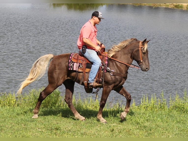 Rocky Mountain-häst Valack 15 år 163 cm Brun in Whitley city Ky