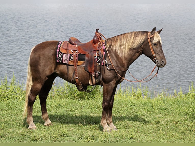 Rocky Mountain-häst Valack 15 år 163 cm Brun in Whitley city Ky