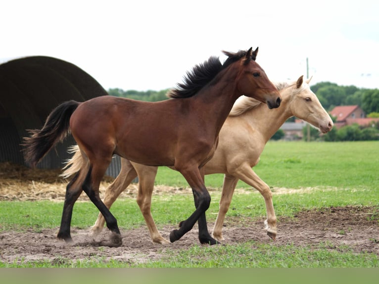 Rocky Mountain-häst Valack 1 år 150 cm Brun in Ribbesbüttel