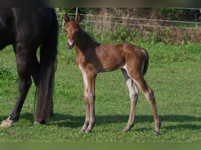 Rocky Mountain-häst Valack 1 år 150 cm Brun in Ribbesbüttel