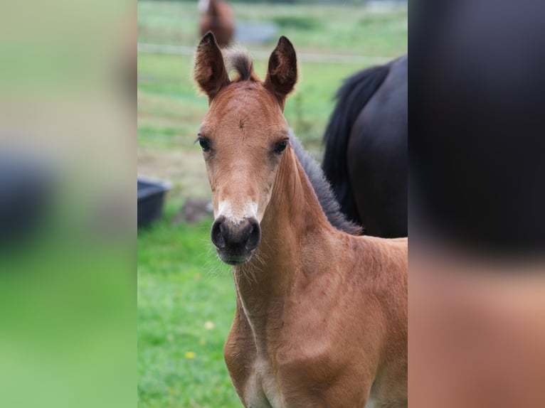 Rocky Mountain-häst Valack 1 år 150 cm Brun in Ribbesbüttel