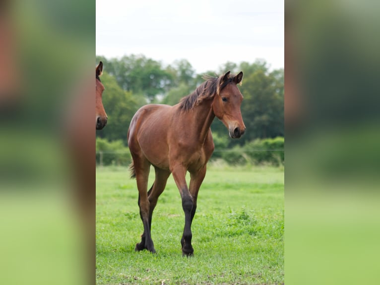 Rocky Mountain-häst Valack 1 år 150 cm Brun in Ribbesbüttel