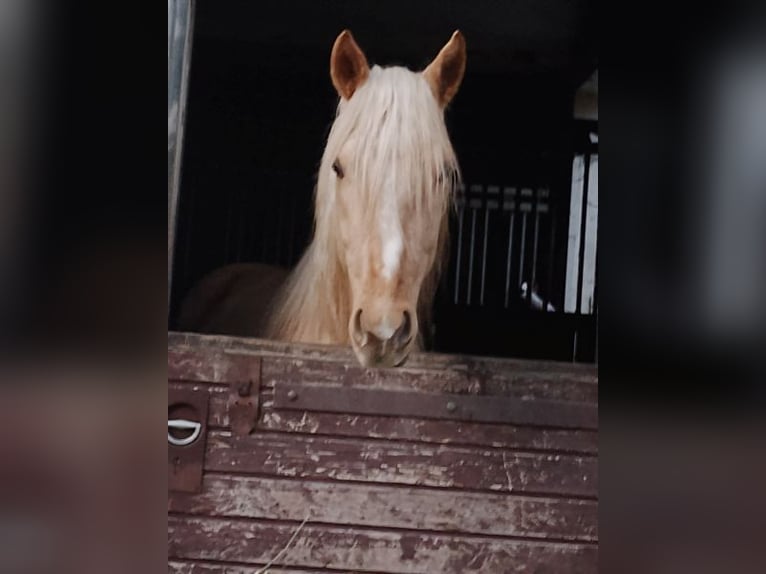 Rocky Mountain-häst Blandning Valack 3 år 145 cm Palomino in Arnbruck