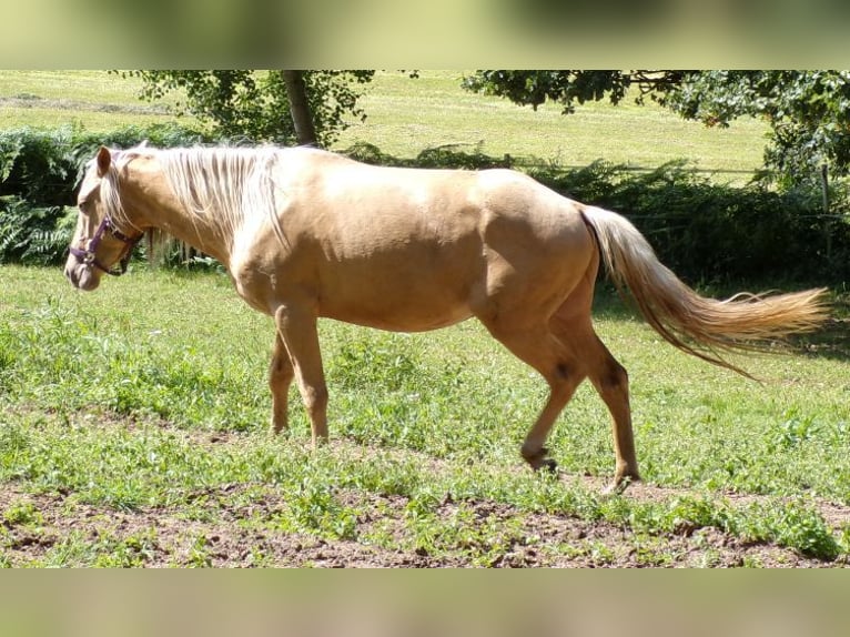 Rocky Mountain-häst Blandning Valack 3 år 145 cm Palomino in Arnbruck