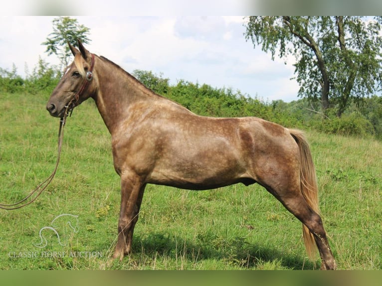 Rocky Mountain-häst Valack 4 år 142 cm Brun in Rockholds, KY