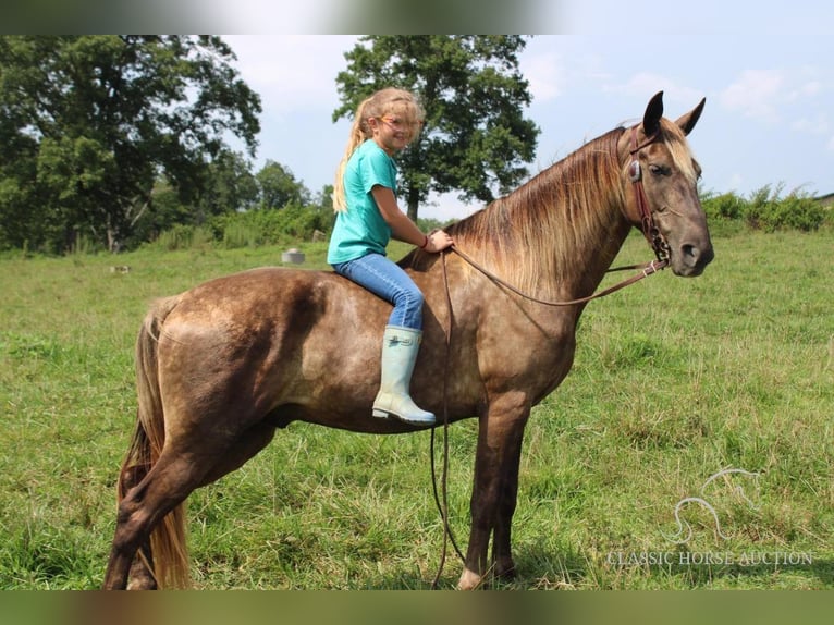 Rocky Mountain-häst Valack 4 år 142 cm Brun in Rockholds, KY