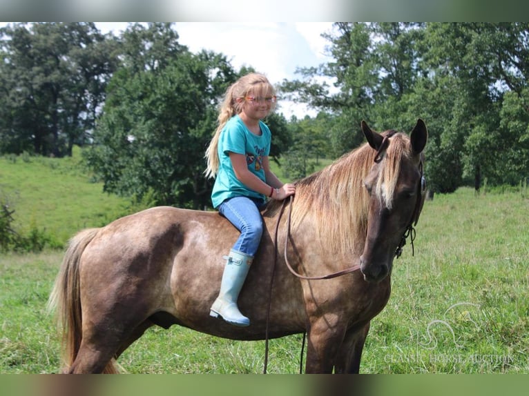 Rocky Mountain-häst Valack 4 år 142 cm Brun in Rockholds, KY