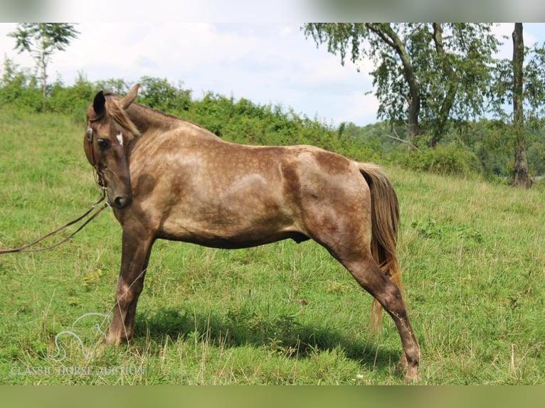 Rocky Mountain-häst Valack 4 år 142 cm Brun in Rockholds, KY