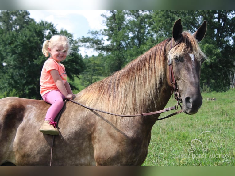 Rocky Mountain-häst Valack 4 år 142 cm Brun in Rockholds, KY