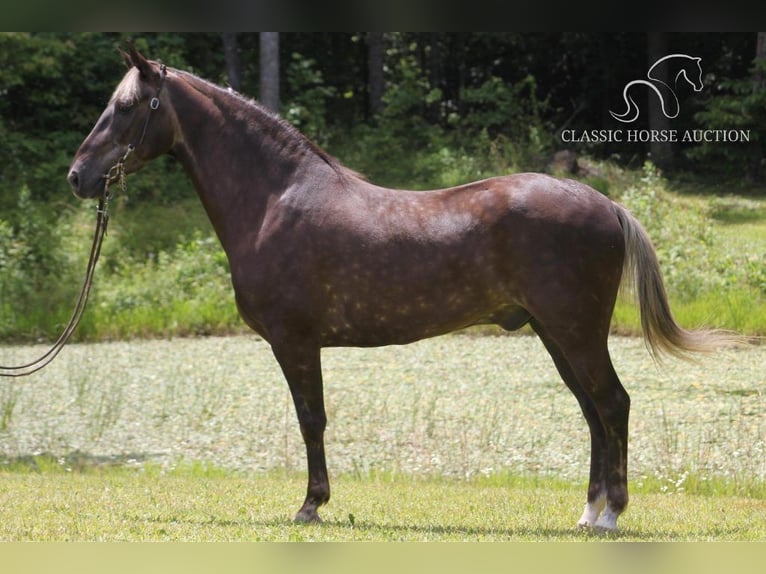 Rocky Mountain-häst Valack 5 år 142 cm Brun in Whitley City, KY