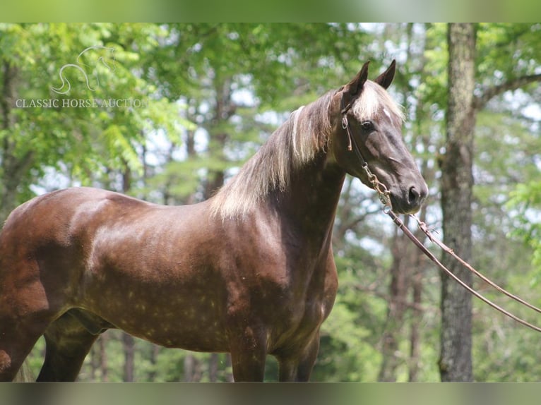 Rocky Mountain-häst Valack 5 år 142 cm Brun in Whitley City, KY