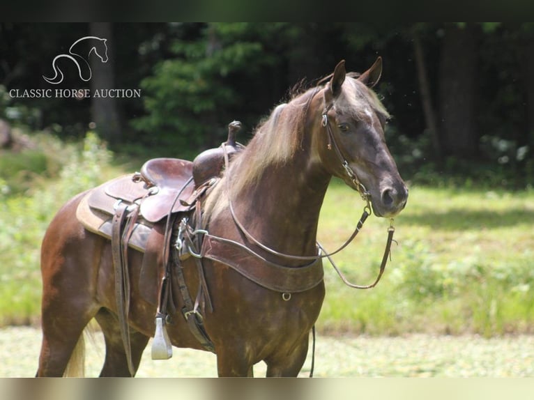 Rocky Mountain-häst Valack 5 år 142 cm Brun in Whitley City, KY