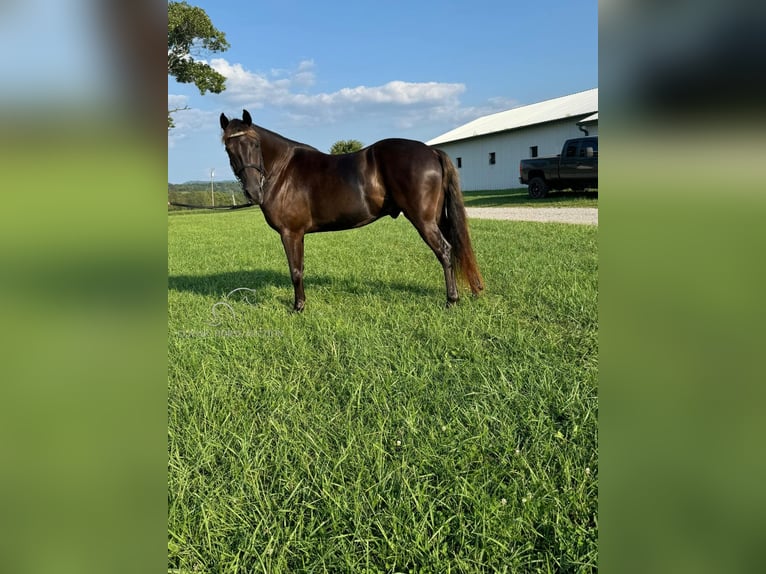 Rocky Mountain-häst Valack 5 år 142 cm Brun in Winchester, KY