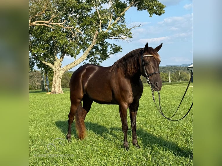 Rocky Mountain-häst Valack 5 år 142 cm Brun in Winchester, KY