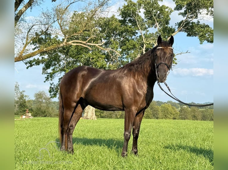 Rocky Mountain-häst Valack 5 år 142 cm Brun in Winchester, KY