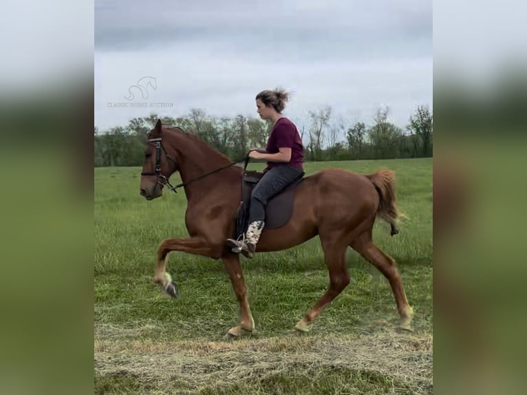 Rocky Mountain-häst Valack 5 år 152 cm Fux in Salt Lick, KY